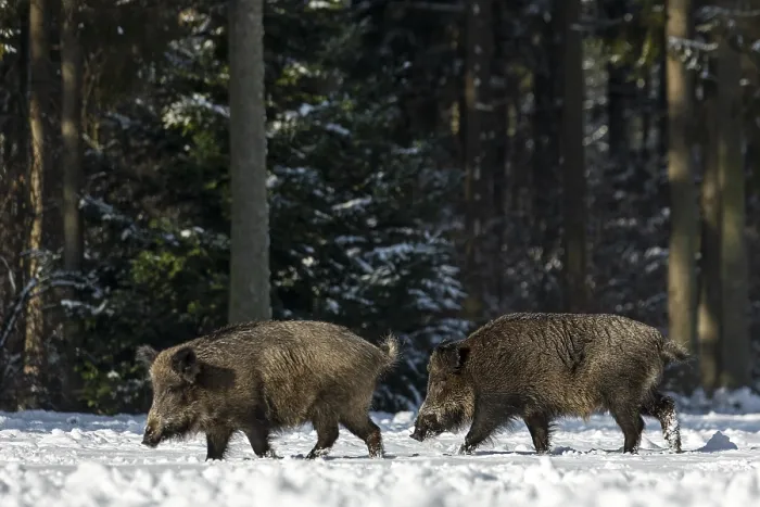 Framed Print : Wild boar boar (Sus scrofa) following a brook in winter Framed Print : Wild boar boar (Sus scrofa) following a brook in winter