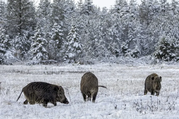 Framed Print : Wild boar boar (Sus scrofa) during mating season Framed Print : Wild boar boar (Sus scrofa) during mating season
