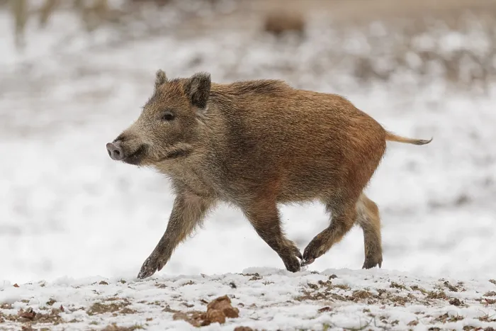 Framed Print : A wild boar piglet (Sus scrofa) runs across a snow-covered field