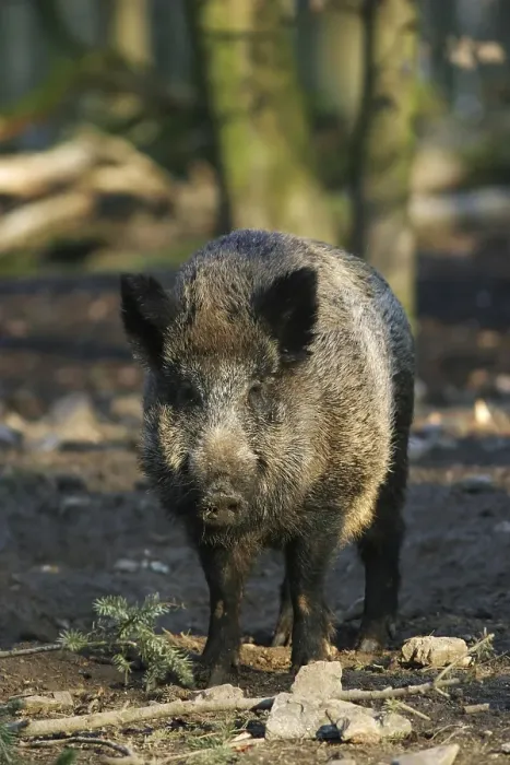 Framed Print : Wild boar (Sus scrofa) Framed Print : Wild boar (Sus scrofa)