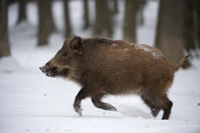 Framed Print : Wild boar (Sus scrofa) Framed Print : Wild boar (Sus scrofa)