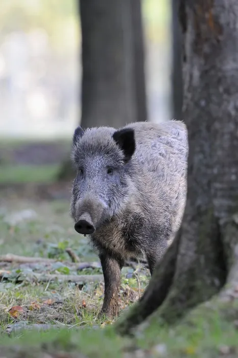 Framed Print : Wild boar (Sus scrofa)