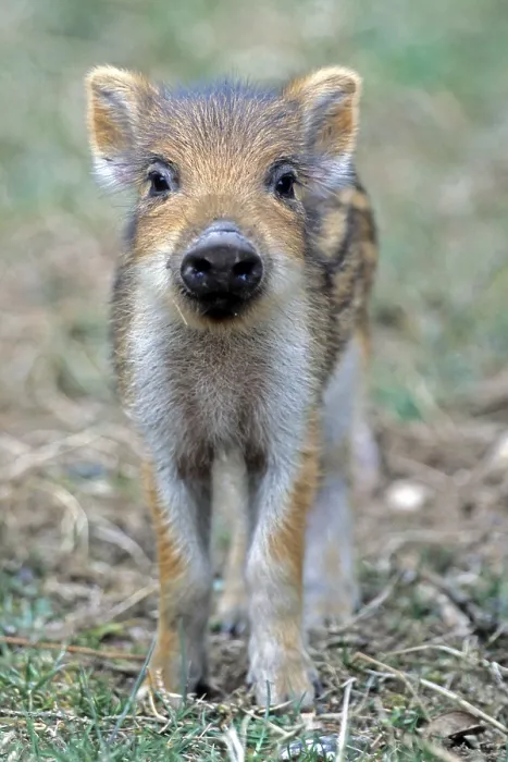 Framed Print : Wild Boar (Sus scrofa) Framed Print : Wild Boar (Sus scrofa)