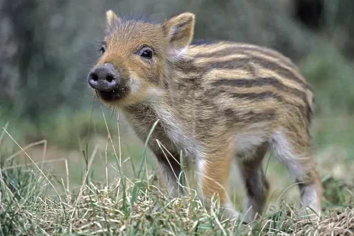 Framed Print : Wild Boar (Sus scrofa)