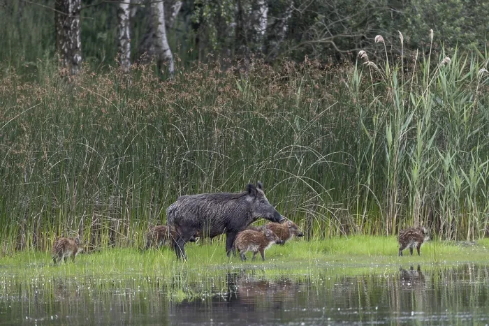 Framed Print : A wild boar (Sus scrofa) appears on the bank of a pond with its still very young offspring