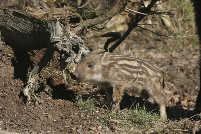 Framed Print : Wild boar (Sus scrofa) approx. 2 weeks old