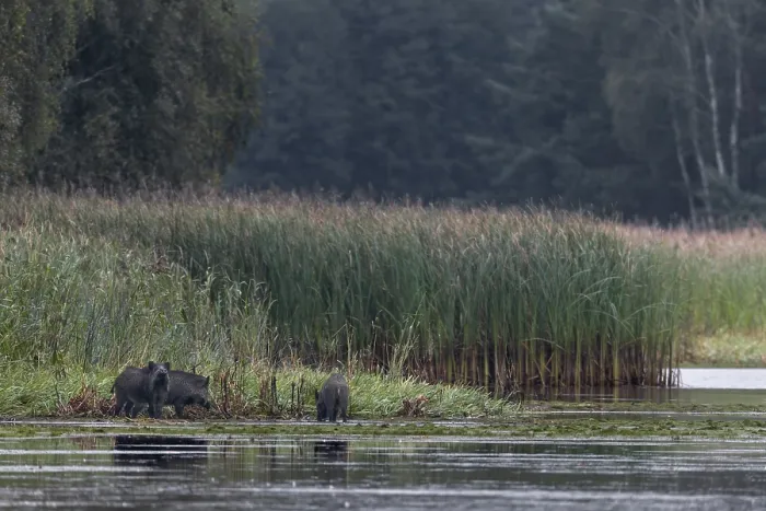 Framed Print : Wild boar (Sus scrofa) on the banks of a pond