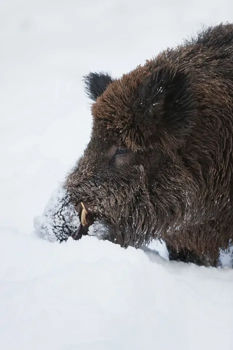 Framed Print : Wild Boar (Sus scrofa), boar foraging for food under the snow