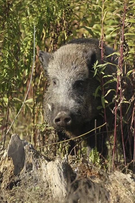 Framed Print : Wild boar (Sus scrofa) Boar portrait