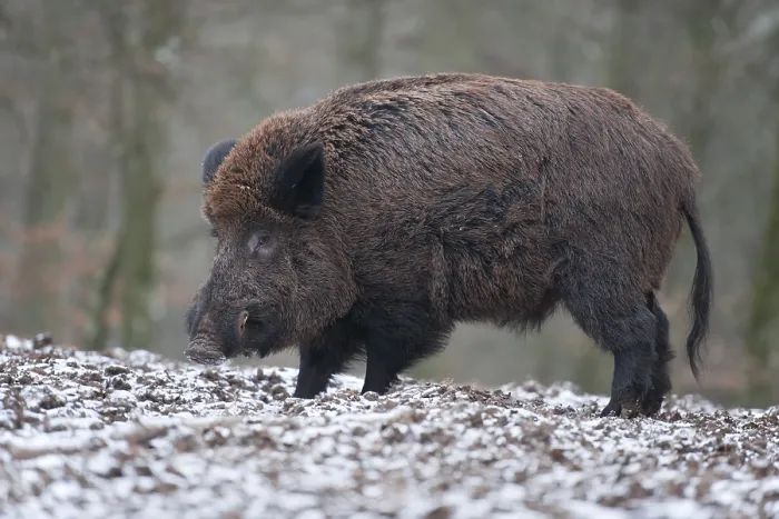 Framed Print : Wild Boar (Sus scrofa), boar with winter coat