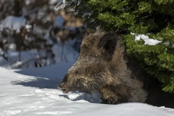 Framed Print : The wild boar (Sus scrofa) cautiously leaves its sleeping place under the sweeping branches of a spruce tree Framed Print : The wild boar (Sus scrofa) cautiously leaves its sleeping place under the sweeping branches of a spruce tree