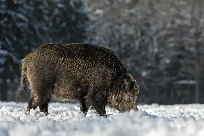 Framed Print : Wild boar (Sus scrofa) with conspicuous loss of fur on the head Framed Print : Wild boar (Sus scrofa) with conspicuous loss of fur on the head