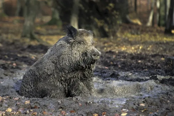 Framed Print : Wild boar (Sus scrofa) covered in mud taking a mudbath in quagmire
