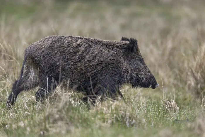 Framed Print : Wild boar (Sus scrofa) crosses a forest meadow