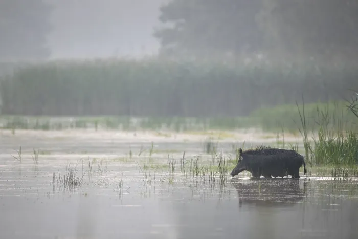 Framed Print : The wild boar (Sus scrofa) crosses a pond