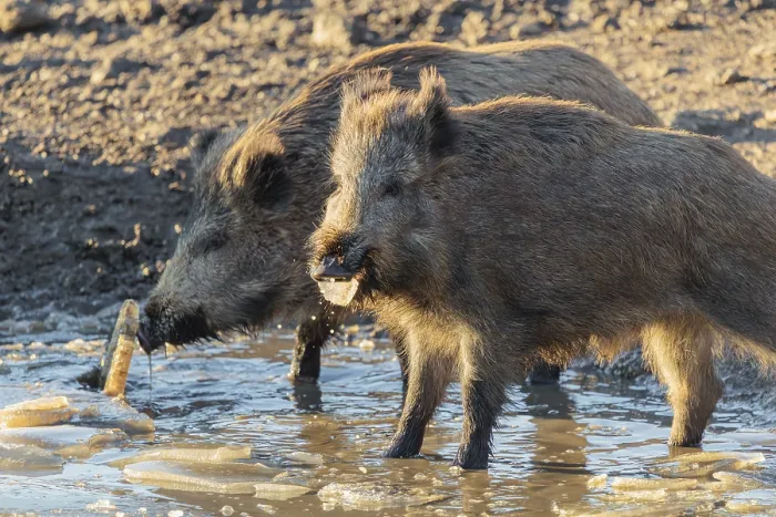Framed Print : Two wild boar (Sus scrofa) crush the ice from a small frozen pond and eat it