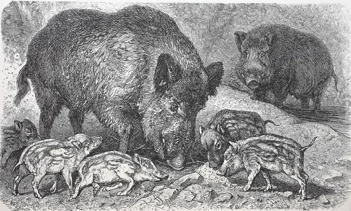 Framed Print : Wild boar (Sus scrofa), digitally restored reproduction of an original from the 19th century