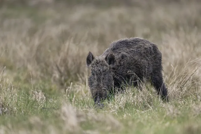 Framed Print : This wild boar (Sus scrofa) does not look healthy due to the shaggy fur Framed Print : This wild boar (Sus scrofa) does not look healthy due to the shaggy fur
