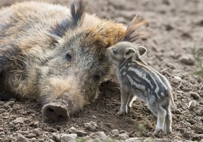 Framed Print : Wild boar (Sus scrofa), dormant sow and piglet Framed Print : Wild boar (Sus scrofa), dormant sow and piglet
