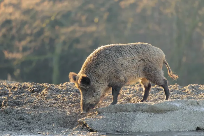 Framed Print : A wild boar (Sus scrofa) drinks water from a small frozen pond with broken ice