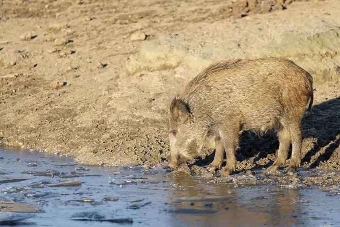 Framed Print : A wild boar (Sus scrofa) drinks water from a small frozen pond with broken ice