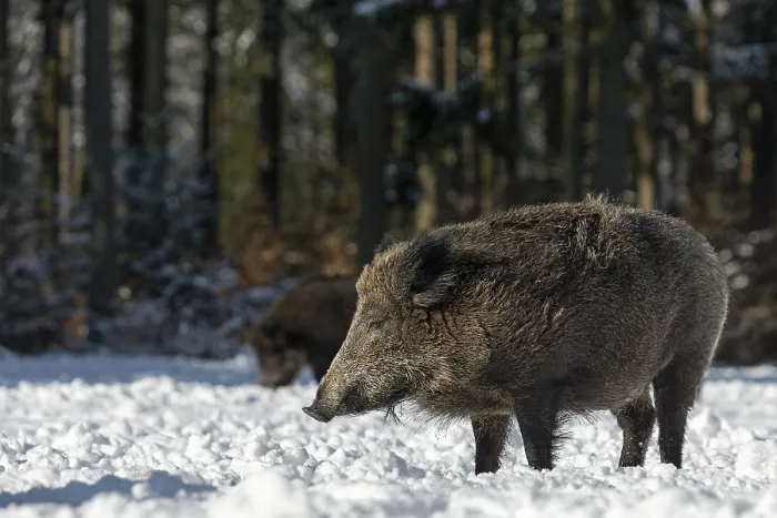 Framed Print : Wild boar (Sus scrofa) enjoying the warming winter sun with closed eyes