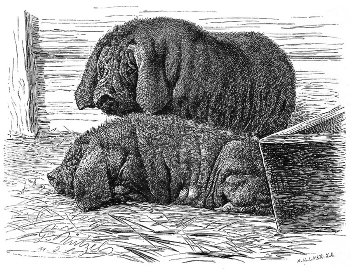 Framed Print : Wild boar (Sus scrofa) f. domestica
