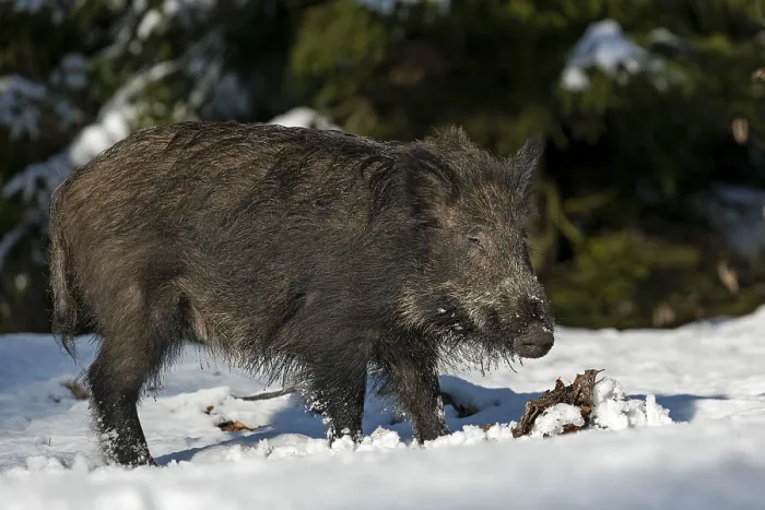 Framed Print : Wild boar (Sus scrofa) in its first winter Framed Print : Wild boar (Sus scrofa) in its first winter
