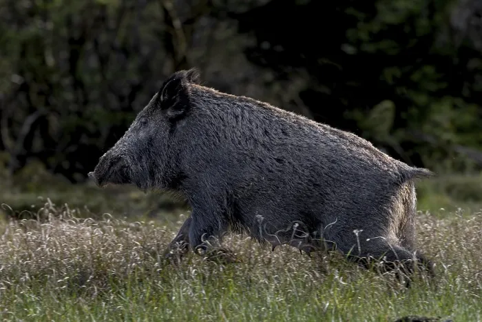 Framed Print : A wild boar (Sus scrofa) flees into the neighbouring forest after scenting me Framed Print : A wild boar (Sus scrofa) flees into the neighbouring forest after scenting me