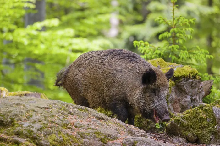 Framed Print : Wild boar (Sus scrofa) forages for food on the forest floor