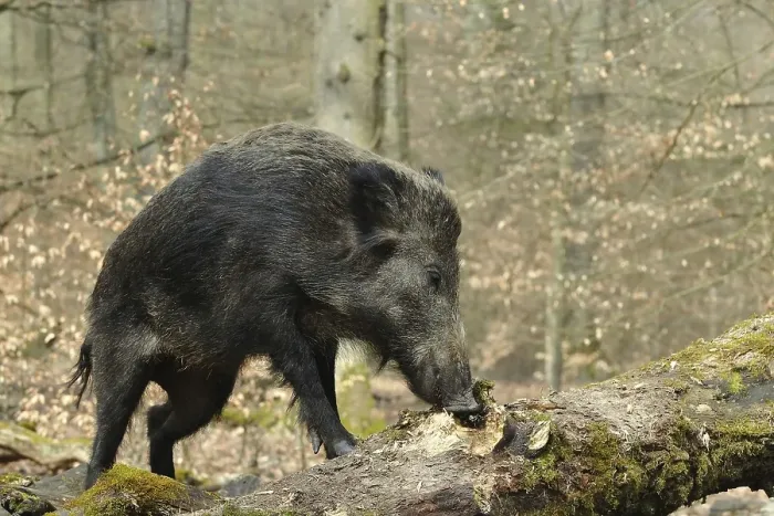 Framed Print : Wild boar (Sus scrofa) foraging at a rotten tree trunk, captive, North Rhine-Westphalia, Germany, Europe