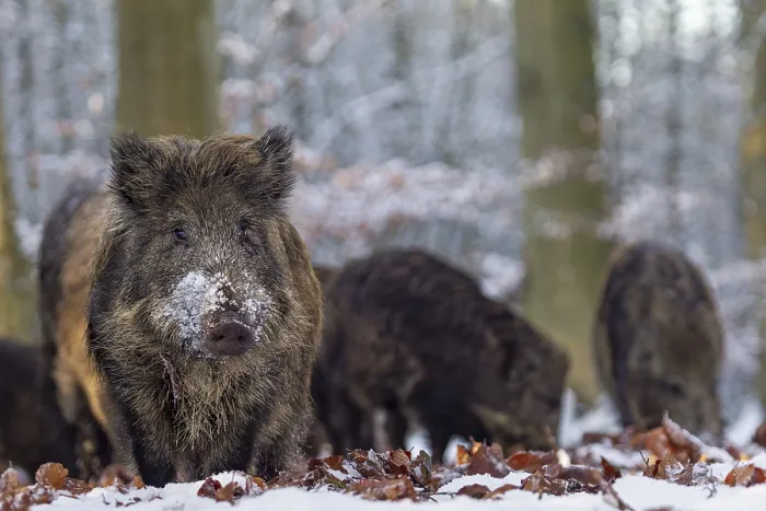 Framed Print : Wild boar (Sus scrofa) foraging in the snow