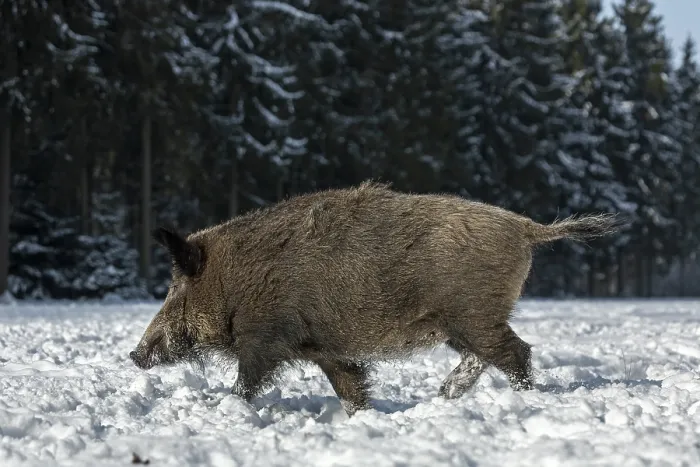 Framed Print : Wild boar (Sus scrofa) foraging in winter Framed Print : Wild boar (Sus scrofa) foraging in winter