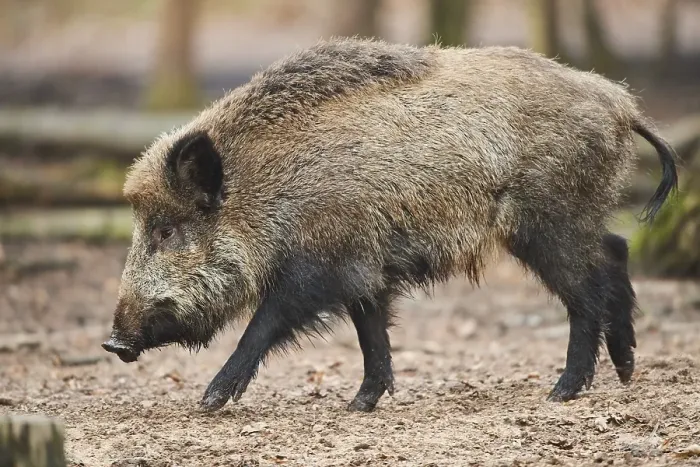 Framed Print : Wild boar (Sus scrofa) in a forest