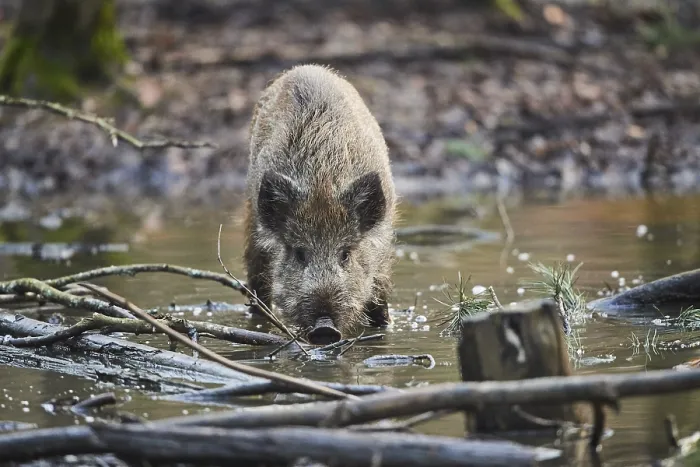 Framed Print : Wild boar (Sus scrofa) in a forest Framed Print : Wild boar (Sus scrofa) in a forest