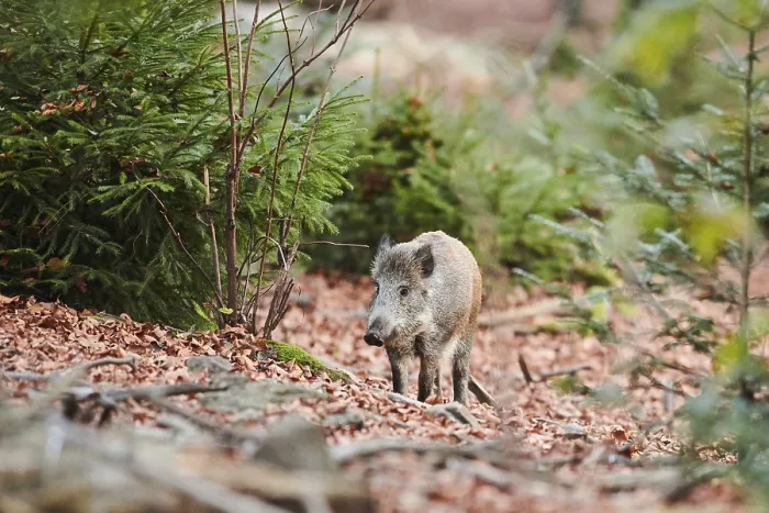 Framed Print : Wild boar (Sus scrofa) in a forest in autumn