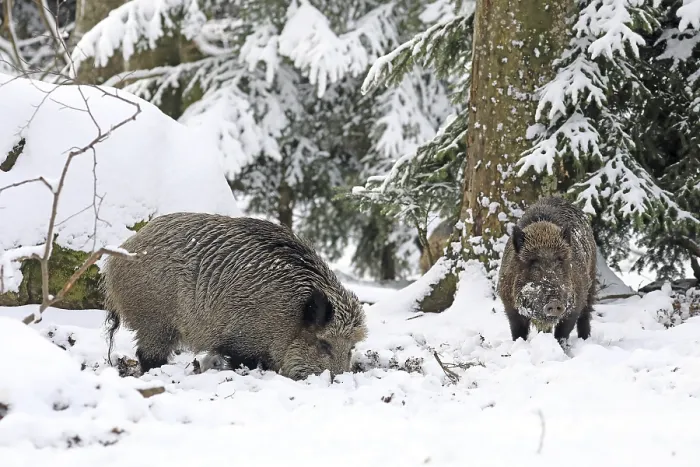 Framed Print : Wild boar (Sus scrofa) in the forest with snow Framed Print : Wild boar (Sus scrofa) in the forest with snow