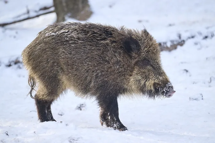 Framed Print : Wild boar (Sus scrofa) in a forest in winter Framed Print : Wild boar (Sus scrofa) in a forest in winter
