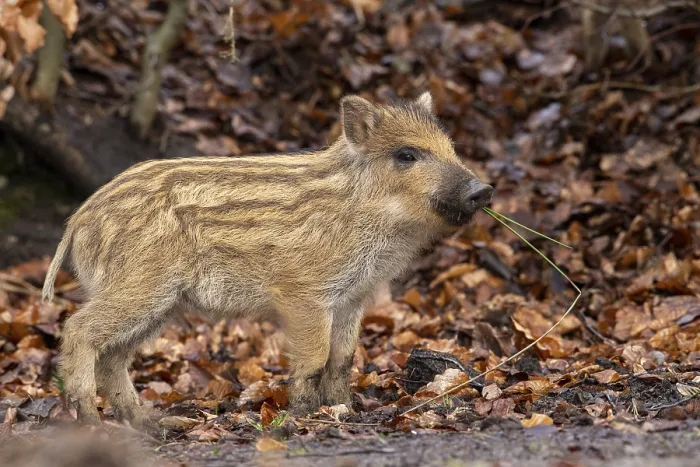 Framed Print : Wild boar (Sus scrofa), fresh boar