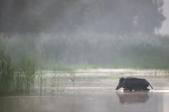 Framed Print : The wild boar (Sus scrofa) heads purposefully for an island in the pond