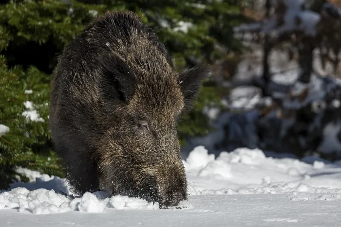 Framed Print : A wild boar (Sus scrofa) has left its daytime den in the best daylight and is looking for food in the fresh snow Framed Print : A wild boar (Sus scrofa) has left its daytime den in the best daylight and is looking for food in the fresh snow