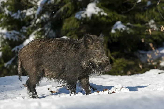 Framed Print : Wild boar (Sus scrofa) looking for food in the snow Framed Print : Wild boar (Sus scrofa) looking for food in the snow