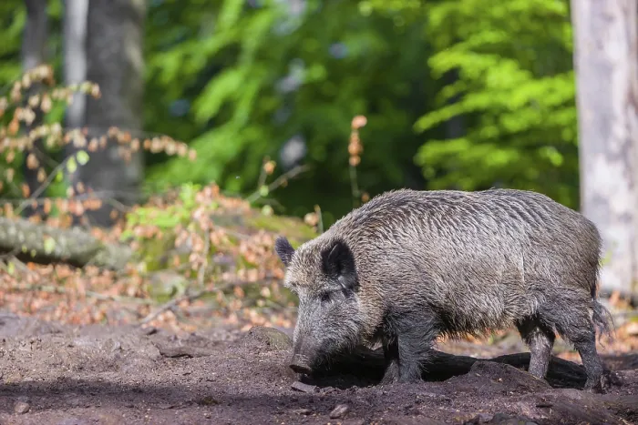 Framed Print : A wild boar (Sus scrofa) looks for food in a clearing