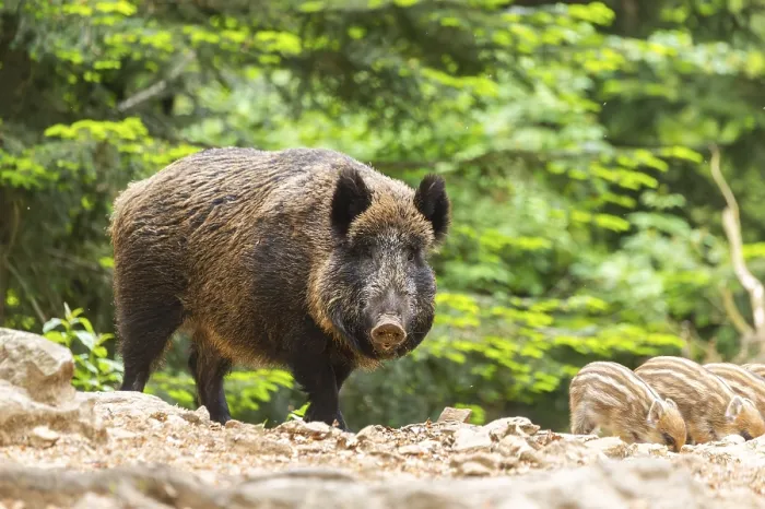 Framed Print : Wild boar (Sus scrofa) mother with her piglets (Squeaker) in a forest