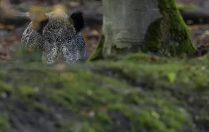 Framed Print : A wild boar (Sus scrofa) motionlessly observes the photographer