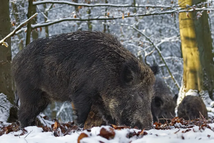 Framed Print : Wild boar (Sus scrofa) and overcrowds foraging in a snow-covered beech forest Framed Print : Wild boar (Sus scrofa) and overcrowds foraging in a snow-covered beech forest