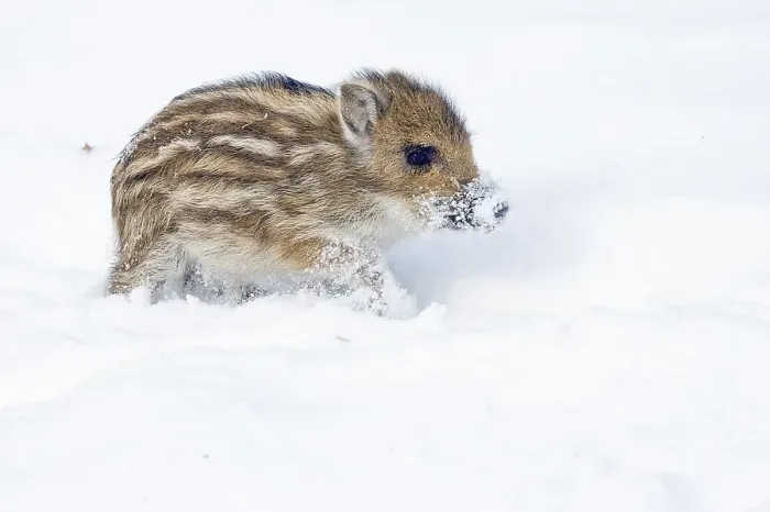 Framed Print : Wild Boar (Sus scrofa), piglet in the snow Framed Print : Wild Boar (Sus scrofa), piglet in the snow