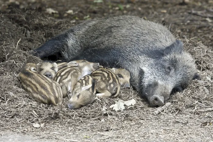 Framed Print : Wild boar (Sus scrofa) and piglets lying relaxed and secure on forest floor
