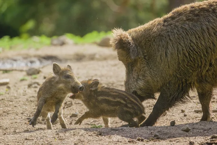 Framed Print : Two Wild boar (Sus scrofa) piglets play on a clearing Framed Print : Two Wild boar (Sus scrofa) piglets play on a clearing