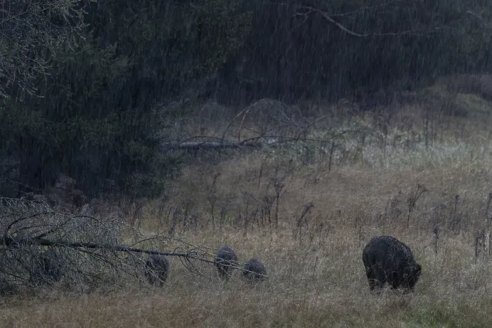 Framed Print : A wild boar (Sus scrofa) in the pouring rain with its young on a forest meadow